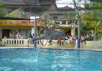 Балийский дельфинарий